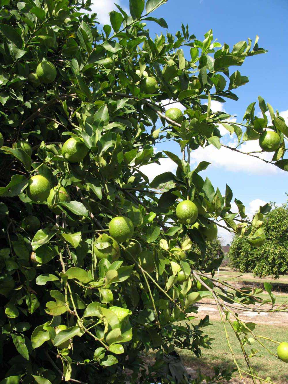              Sun leaves (Winter Haven, FL)       